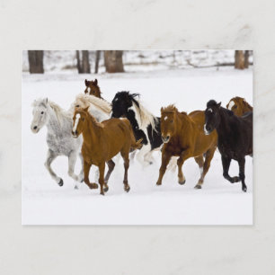 Postal Caballos corriendo en The Hideout Ranch