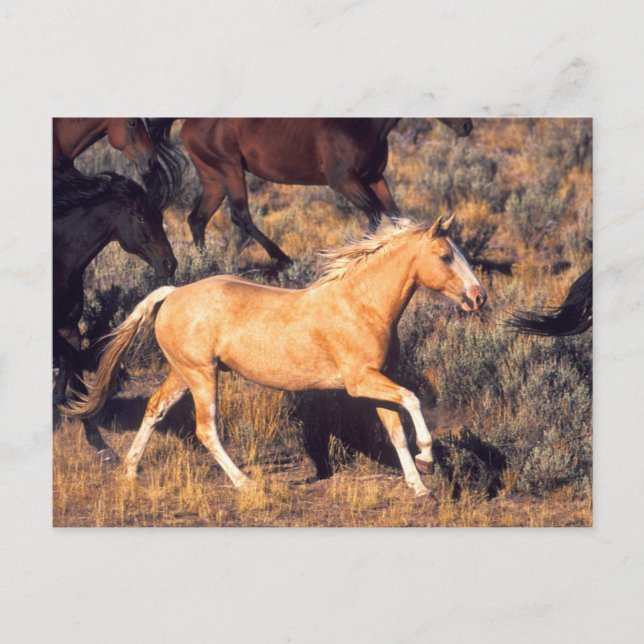 Postal Caballos corriendo en un rancho Ponderosa (Anverso)