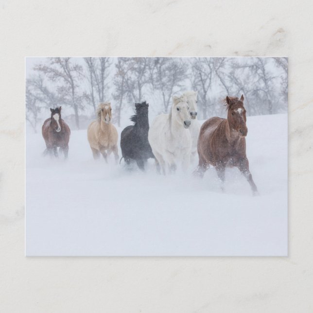 Postal Caballos corriendo por la nieve (Anverso)