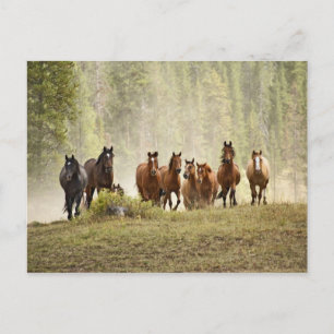 Postal Caballos creyendo una pequeña colina durante el re
