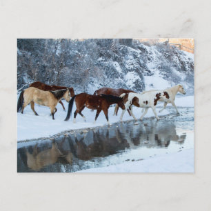 Postal Caballos cruzando el arroyo