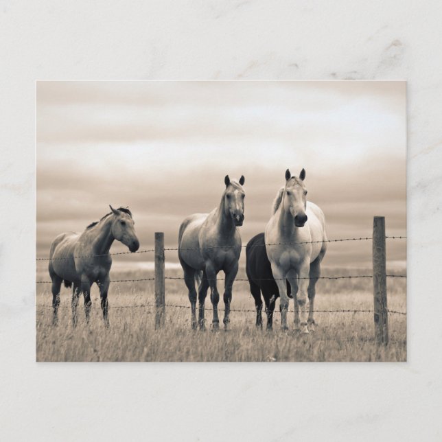 Postal Caballos Cuarto de Milla en la Pradera Canadiense (Anverso)