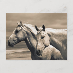 Postal Caballos Cuarto de Milla en la Pradera Canadiense