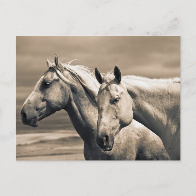 Postal Caballos Cuarto de Milla en la Pradera Canadiense (Anverso)
