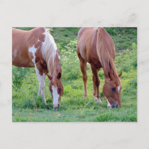 Postal Caballos de afeitar