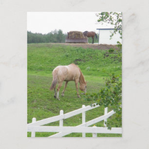 Postal Caballos de afeitar
