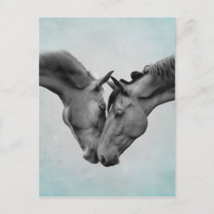 Postal Caballos de amor