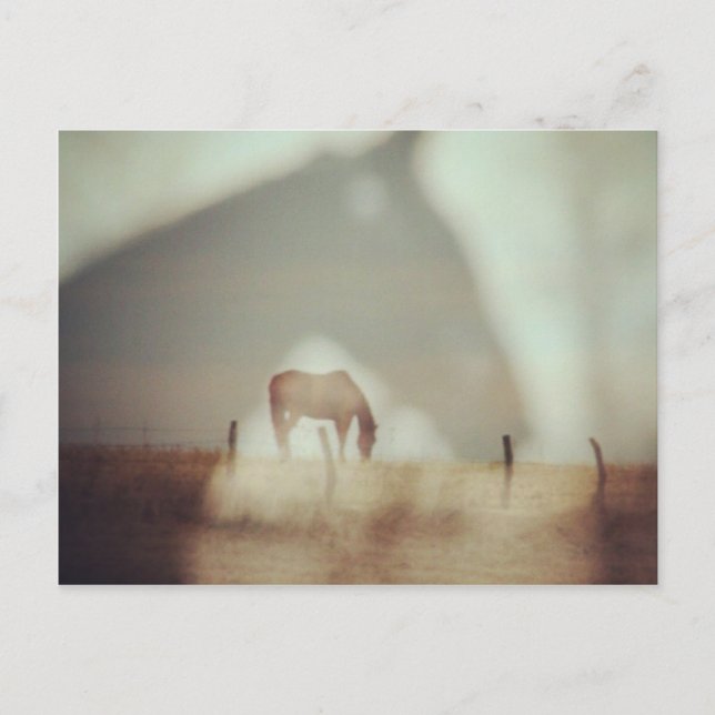 Postal Caballos de Angelandspot (Anverso)