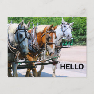 Postal Caballos de Bélgica