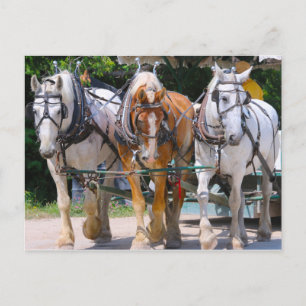 Postal Caballos de Bélgica