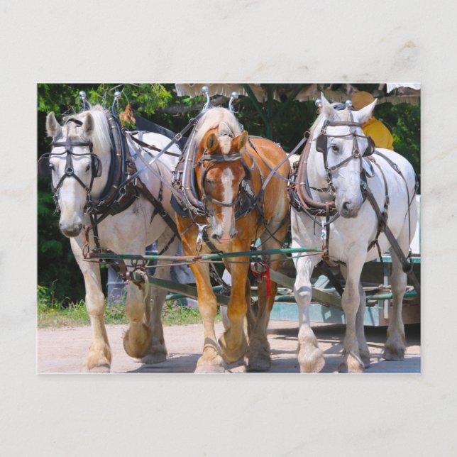 Postal Caballos de Bélgica (Anverso)