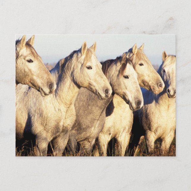 Postal Caballos de Camarga (Eguus caballus) (Anverso)