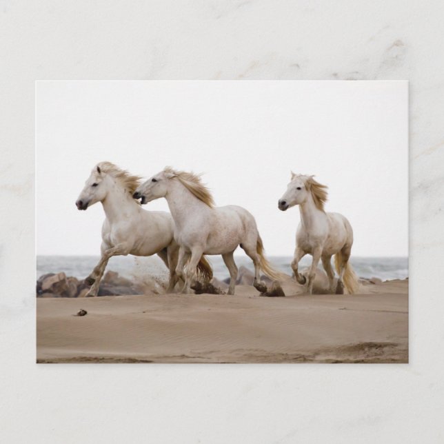 Postal Caballos de Camargue corriendo en la playa (Anverso)