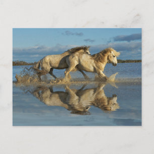 Postal Caballos de Camargue y reflejo, sur de Francia