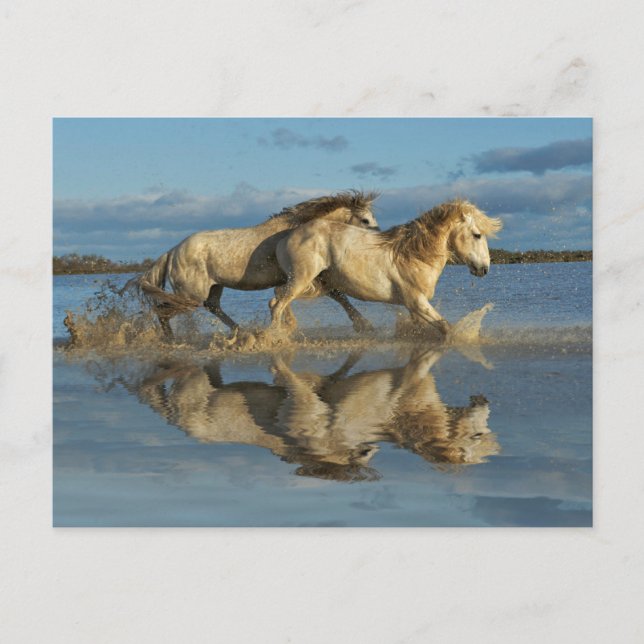 Postal Caballos de Camargue y reflejo, sur de Francia (Anverso)