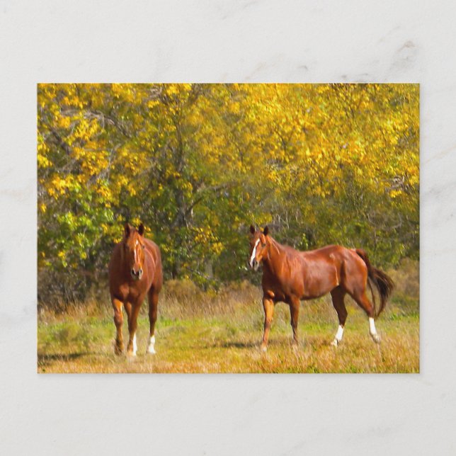 Postal Caballos de castaño de otoño (Anverso)