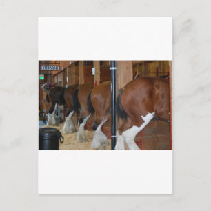 Postal Caballos de Clydesdale