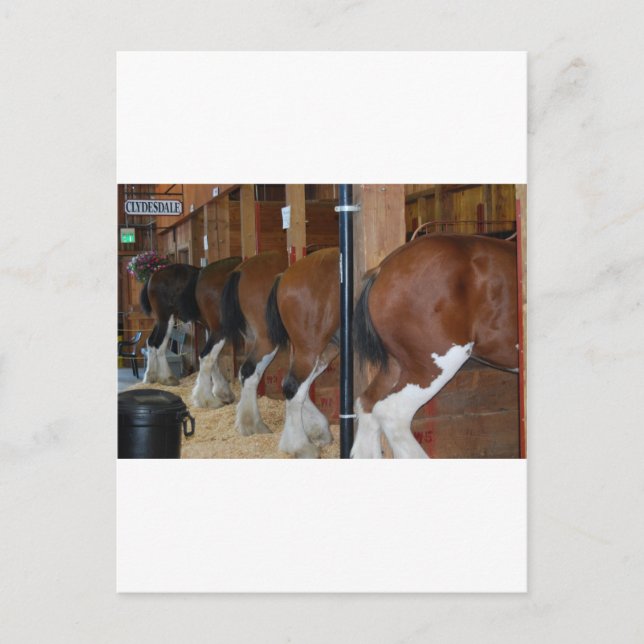 Postal Caballos de Clydesdale (Anverso)