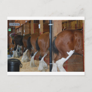 Postal Caballos de Clydesdale