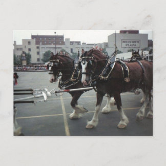 Postal Caballos de Clydesdale en Midtown Plaza en Elmira,