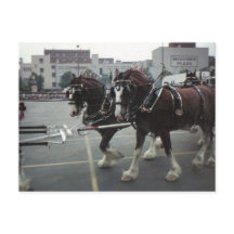 Caballos de Clydesdale en Midtown Plaza en Elmira,