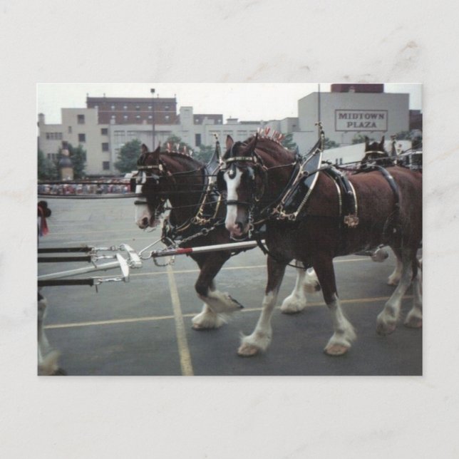 Postal Caballos de Clydesdale en Midtown Plaza en Elmira, (Anverso)