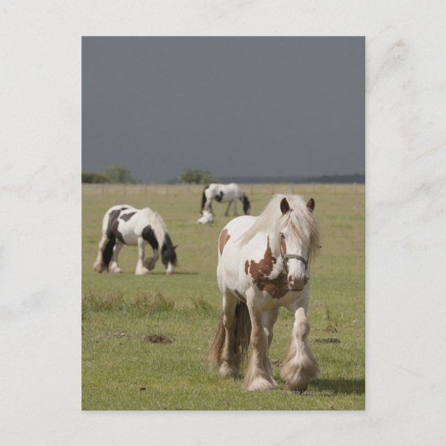 Postal Caballos de Clydesdale en un campo, Northumberland (Anverso)