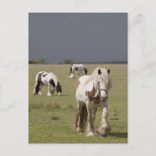 Postal Caballos de Clydesdale en un campo, Northumberland