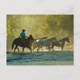 Postal Caballos de cría de jinetes