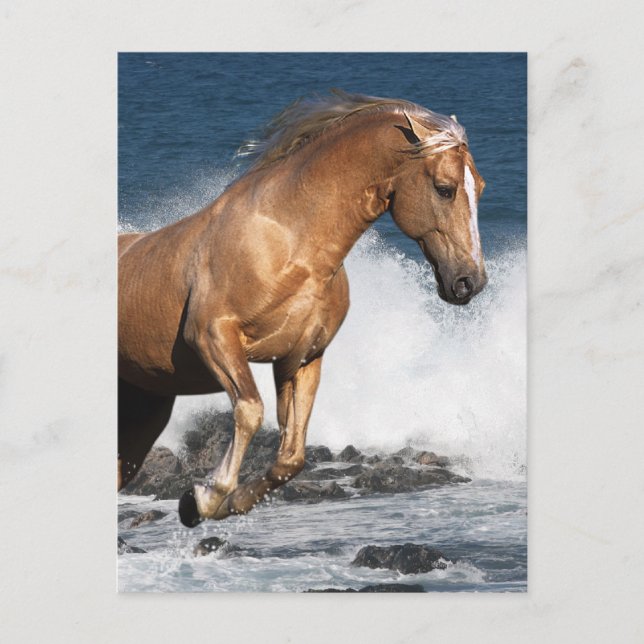 Postal Caballos de fantasía: Esplash de verano (Anverso)