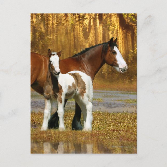 Postal Caballos de fantasía: Mare y Foal (Anverso)