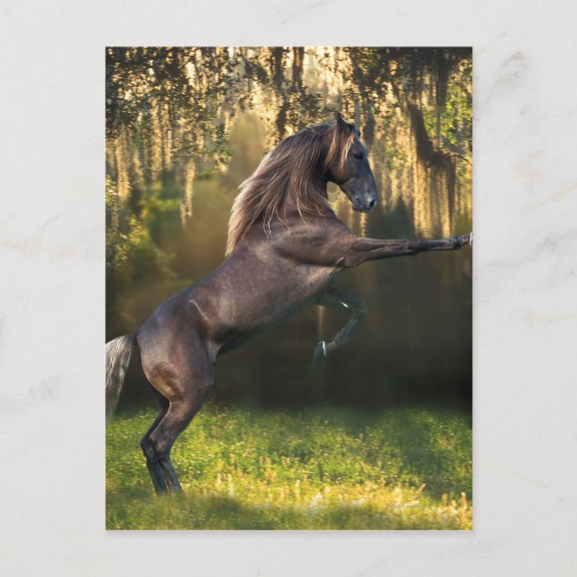 Postal Caballos de fantasía: Príncipe Guerrero (Anverso)