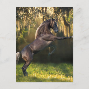Postal Caballos de fantasía: Príncipe Guerrero