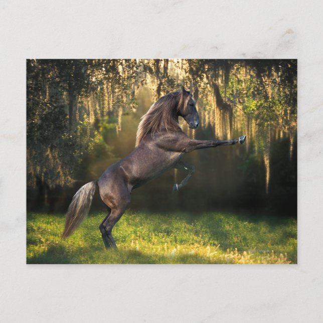 Postal Caballos de fantasía: Príncipe Guerrero (Anverso)