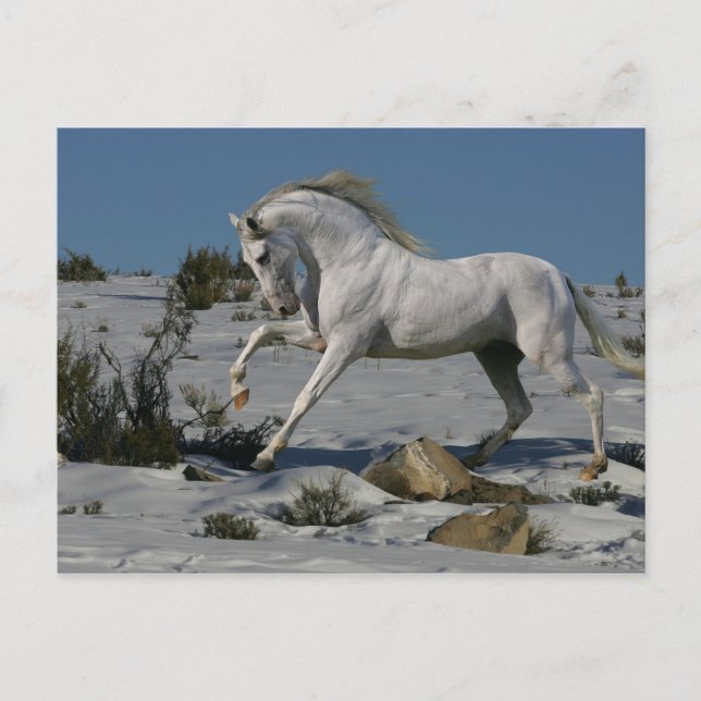 Postal Caballos de fantasía: Rey de nieve (Anverso)