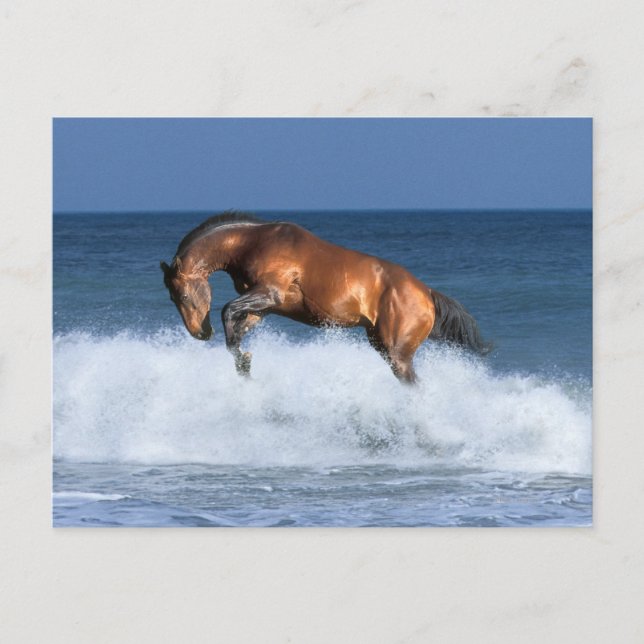Postal Caballos de fantasía: Selle Francais y mar (Anverso)