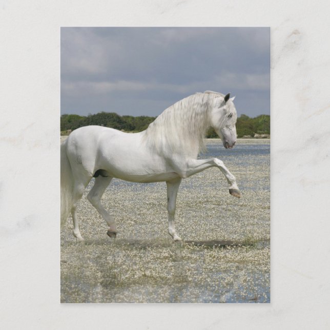 Postal Caballos de fantasía: Señor del lago (Anverso)