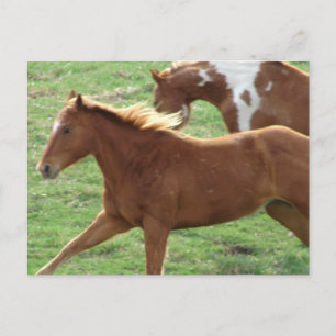 Postal Caballos de Galloping
