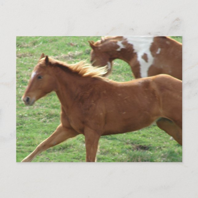 Postal Caballos de Galloping (Anverso)