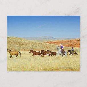 Postal Caballos de ganado