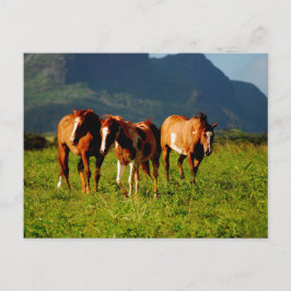 Postal Caballos de Hawái