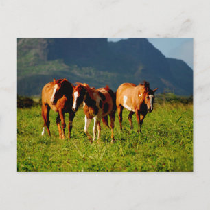 Postal Caballos de Hawái