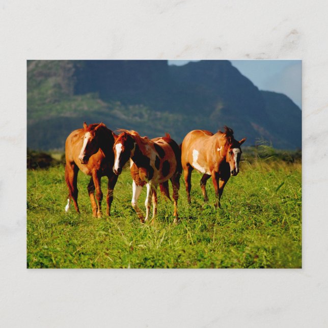 Postal Caballos de Hawái (Anverso)