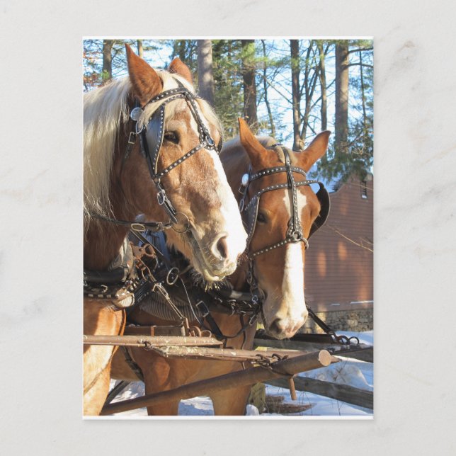 Postal Caballos de Invierno Sturbridge Village, Massachus (Anverso)