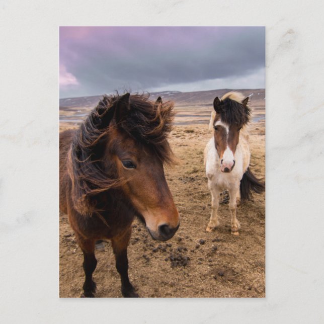 Postal Caballos de Islandia (Anverso)