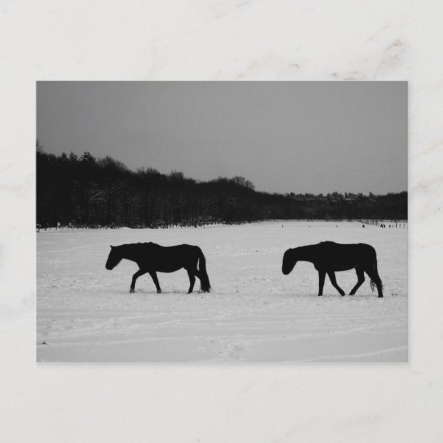Postal Caballos De La Nieve Pccna (Anverso)