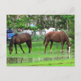 Postal Caballos de moda en Icacos, sur de Trinidad