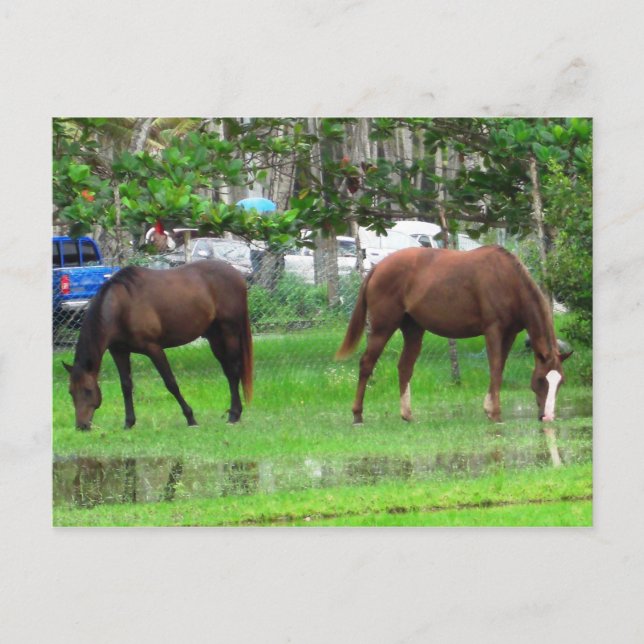 Postal Caballos de moda en Icacos, sur de Trinidad (Anverso)