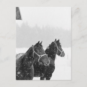 Postal Caballos de nieve