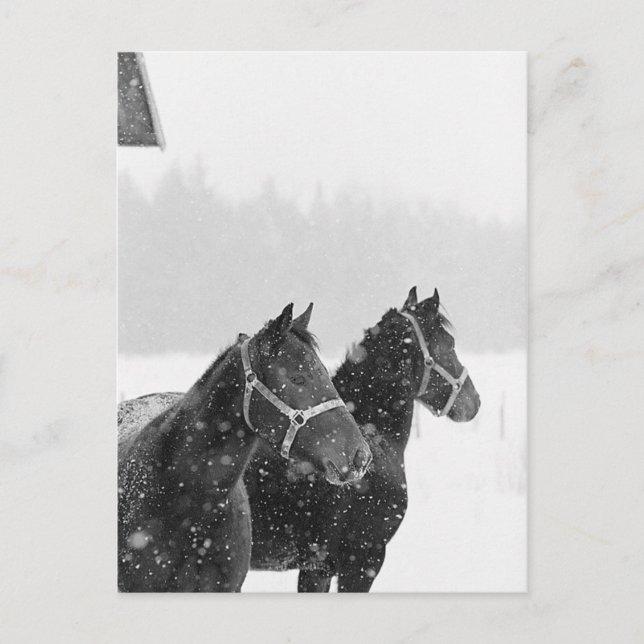 Postal Caballos de nieve (Anverso)